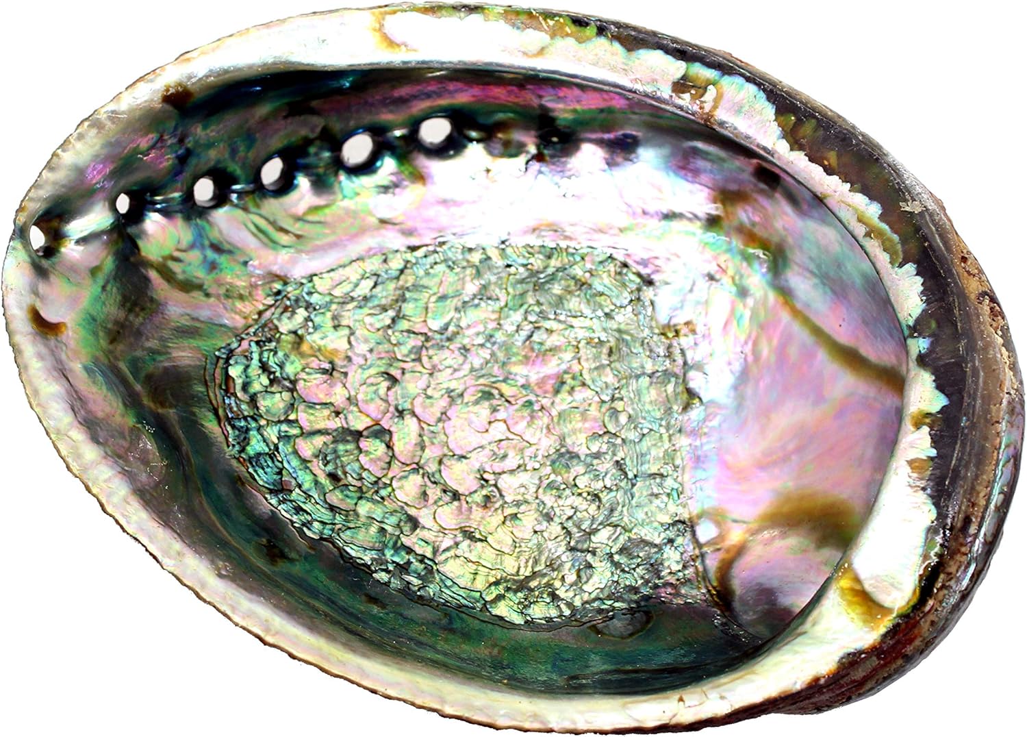 Abalone Shell 4-5" - Image 2