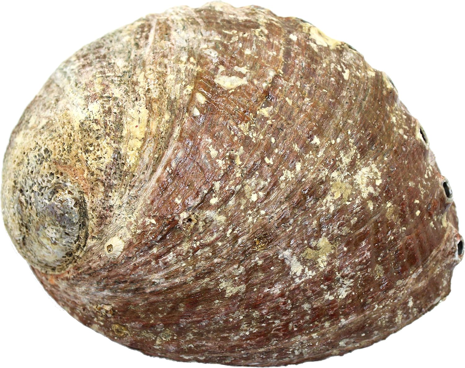 Abalone Shell 4-5" - Image 3