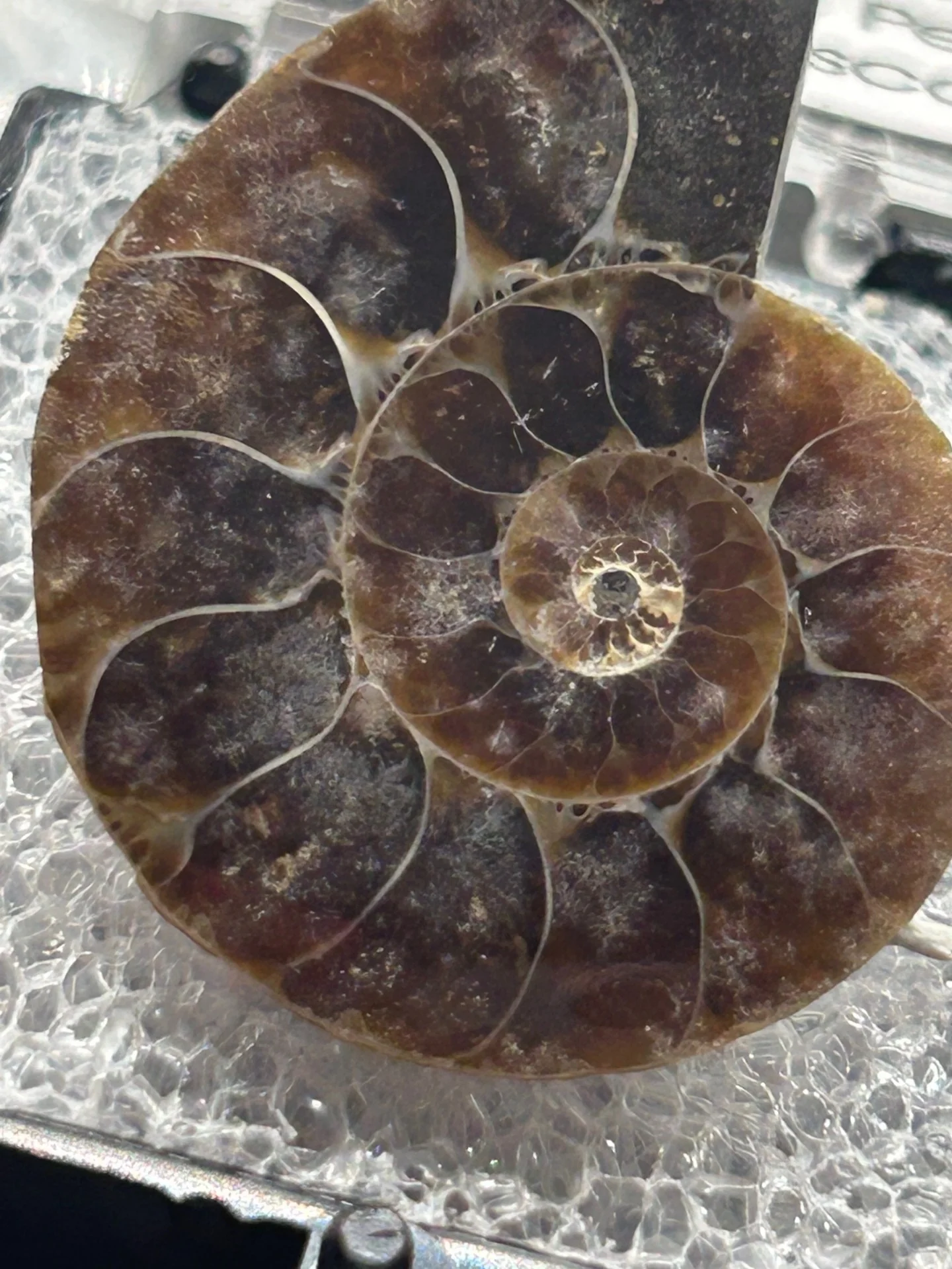 Ammonite Fossil - Cretaceous Period - Image 2