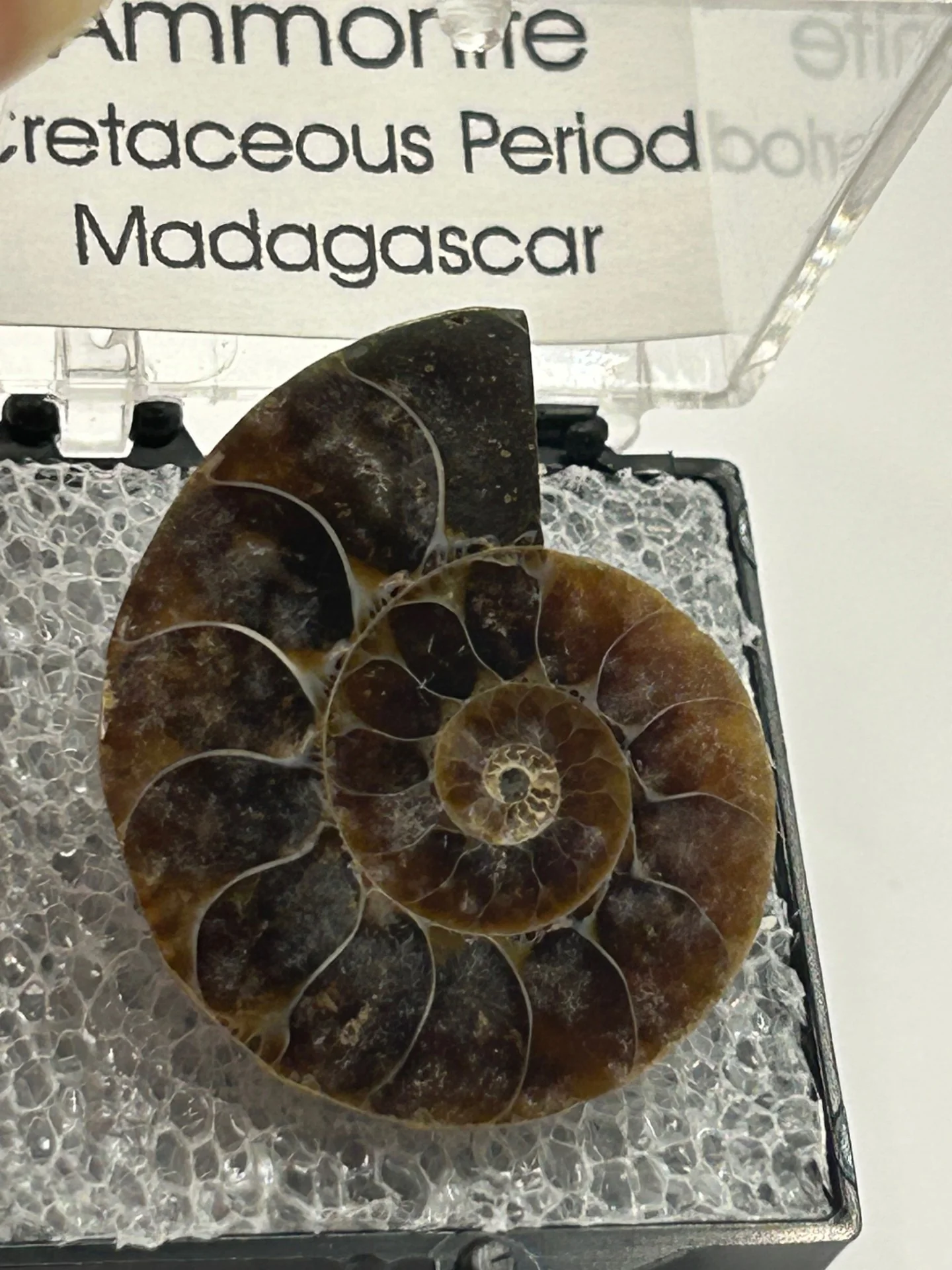 Ammonite Fossil - Cretaceous Period - Image 3