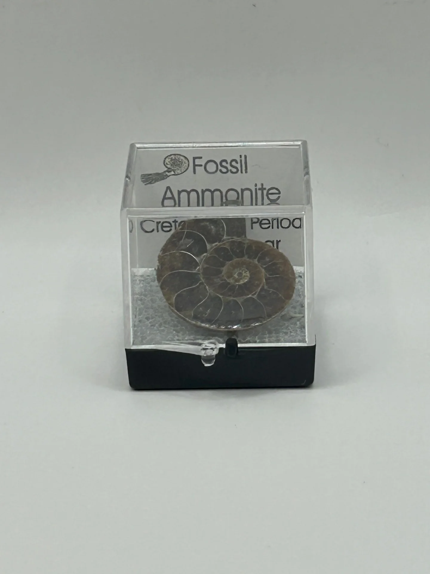 Ammonite Fossil - Cretaceous Period - Image 4