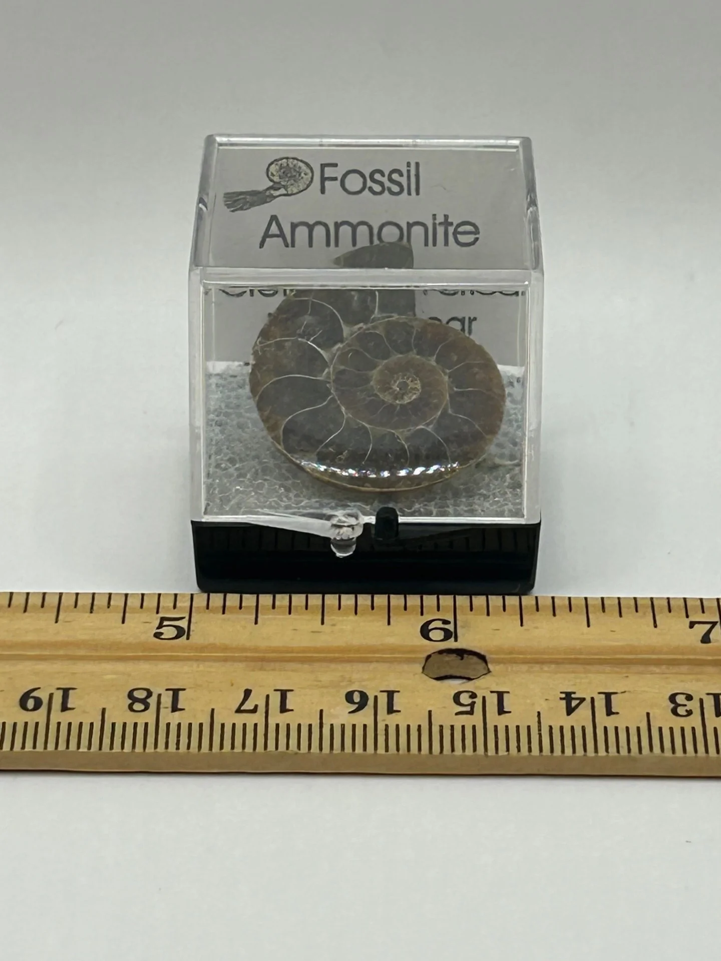 Ammonite Fossil - Cretaceous Period - Image 5