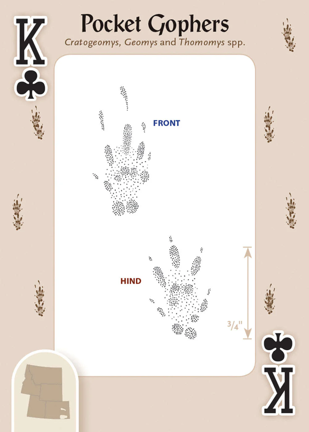 Animal Tracks of the Rocky Mountains Playing Cards - Image 4