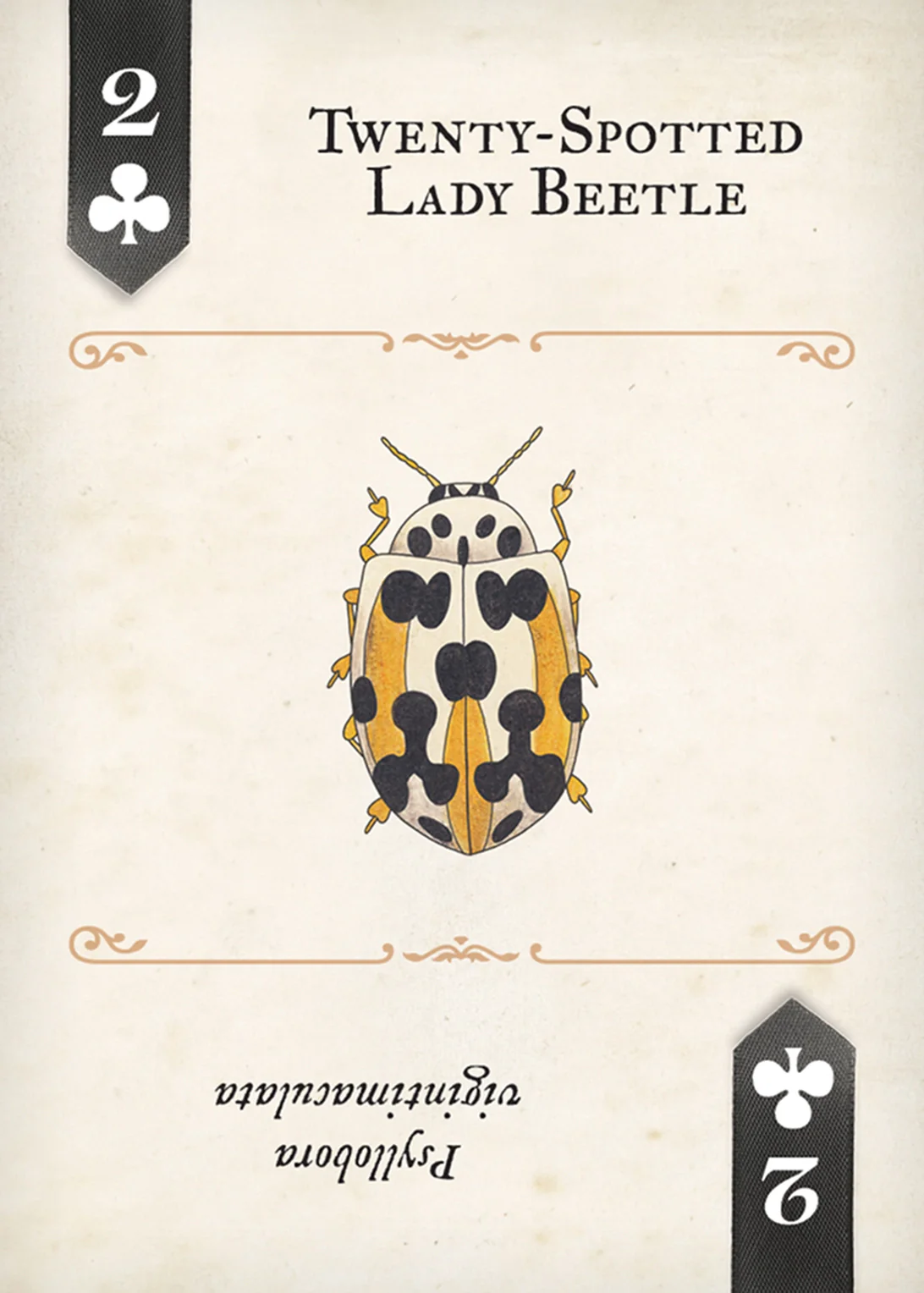 Beetles Playing Cards - Image 3