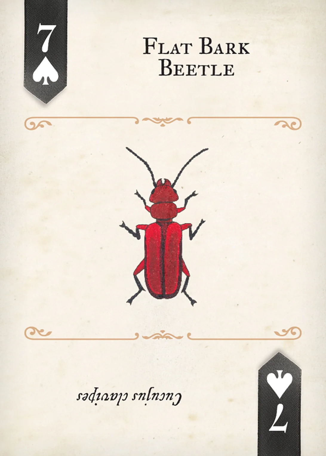 Beetles Playing Cards - Image 4