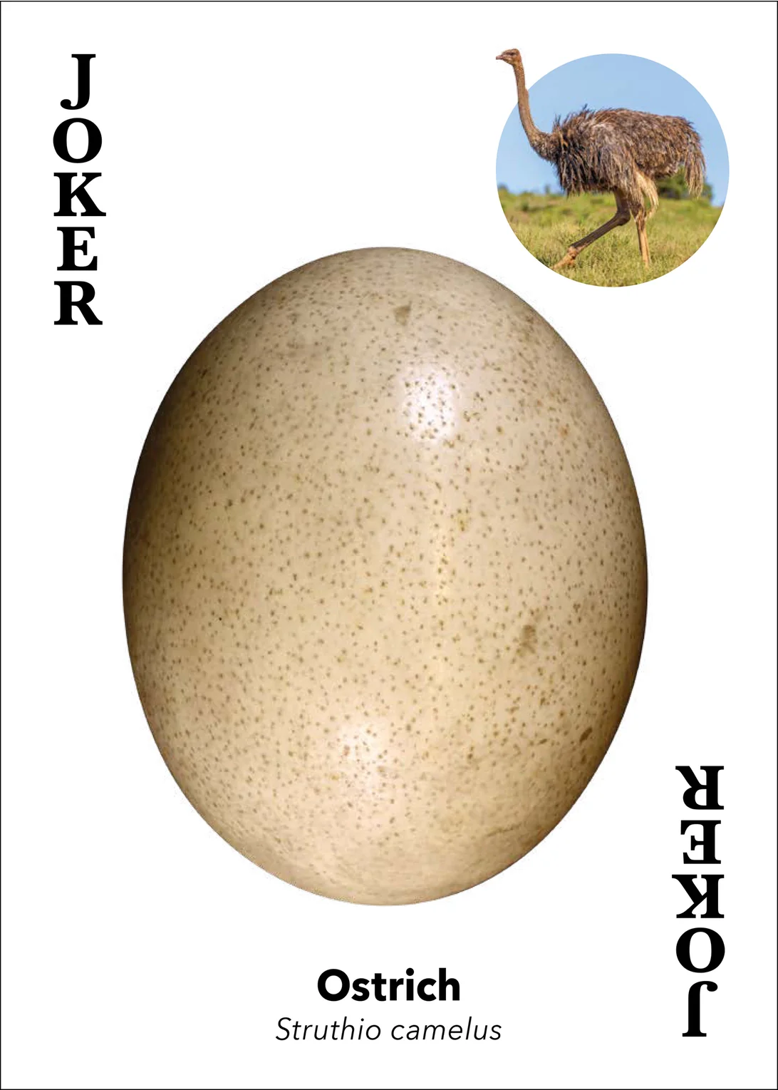Bird Eggs Playing Cards - Image 14