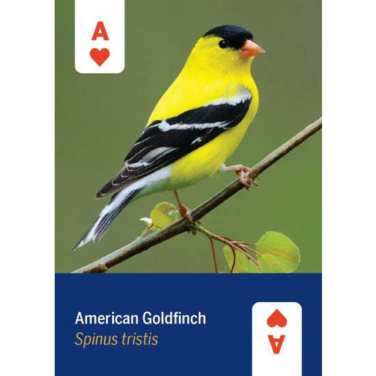 Birds of North America Playing Cards - Image 5