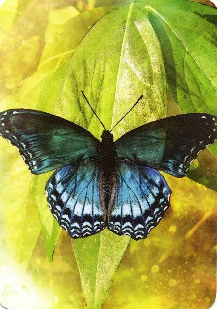 Butterfly Affirmations Cards Blue Angel - Image 3