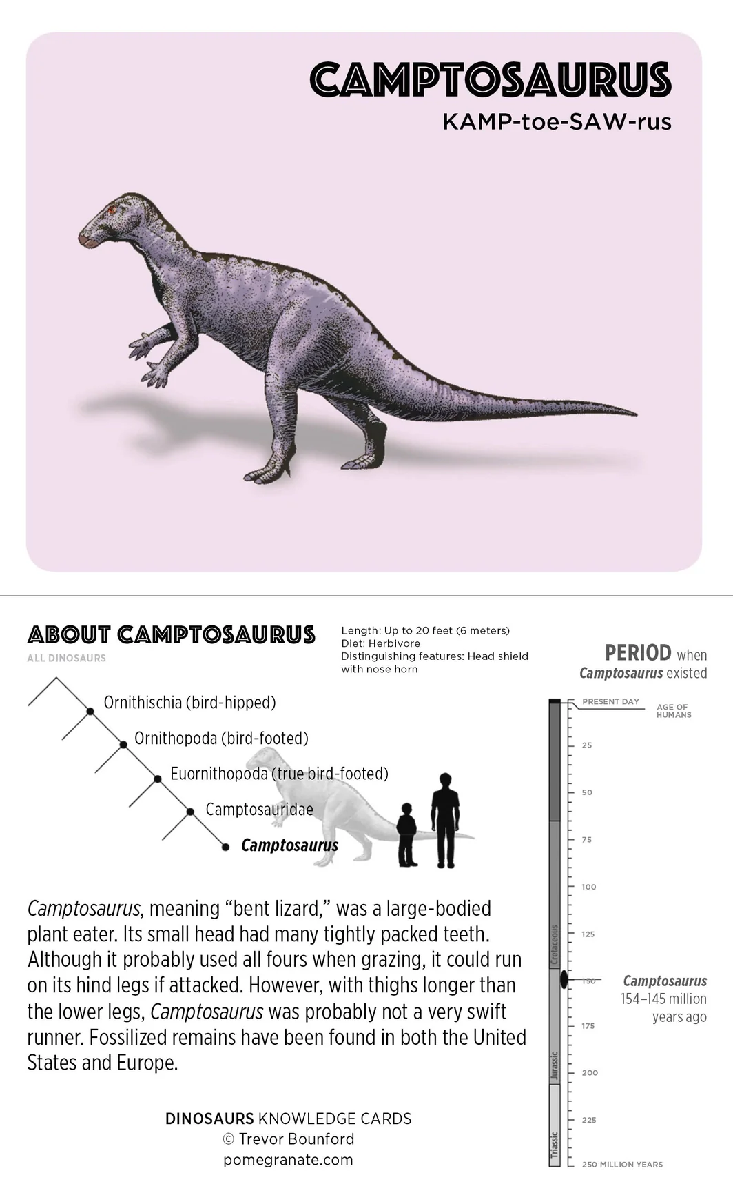 Dinosaurs Knowledge Cards - Image 3