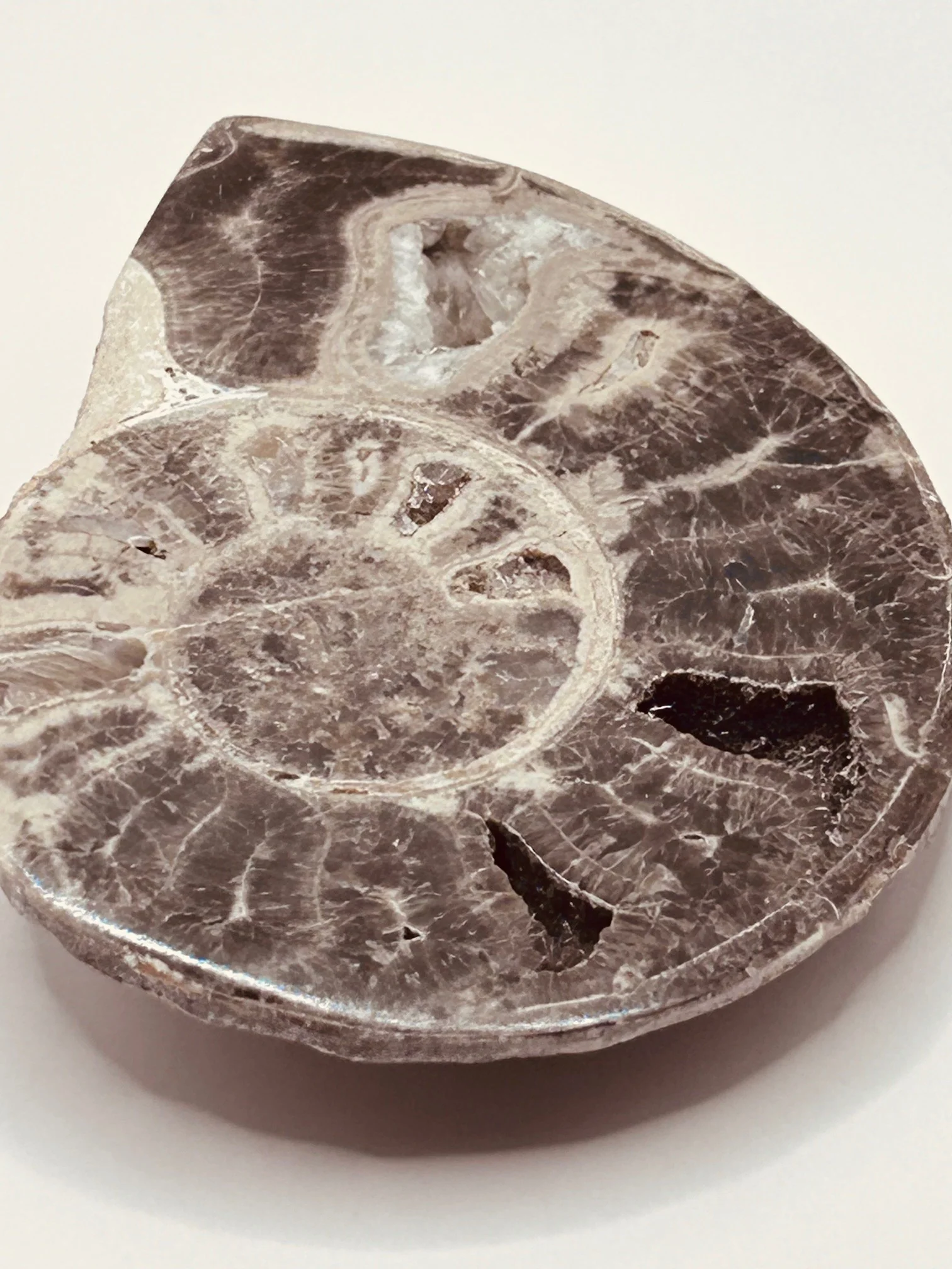 Fossil Ammonite (Choffaticeras) - Image 2