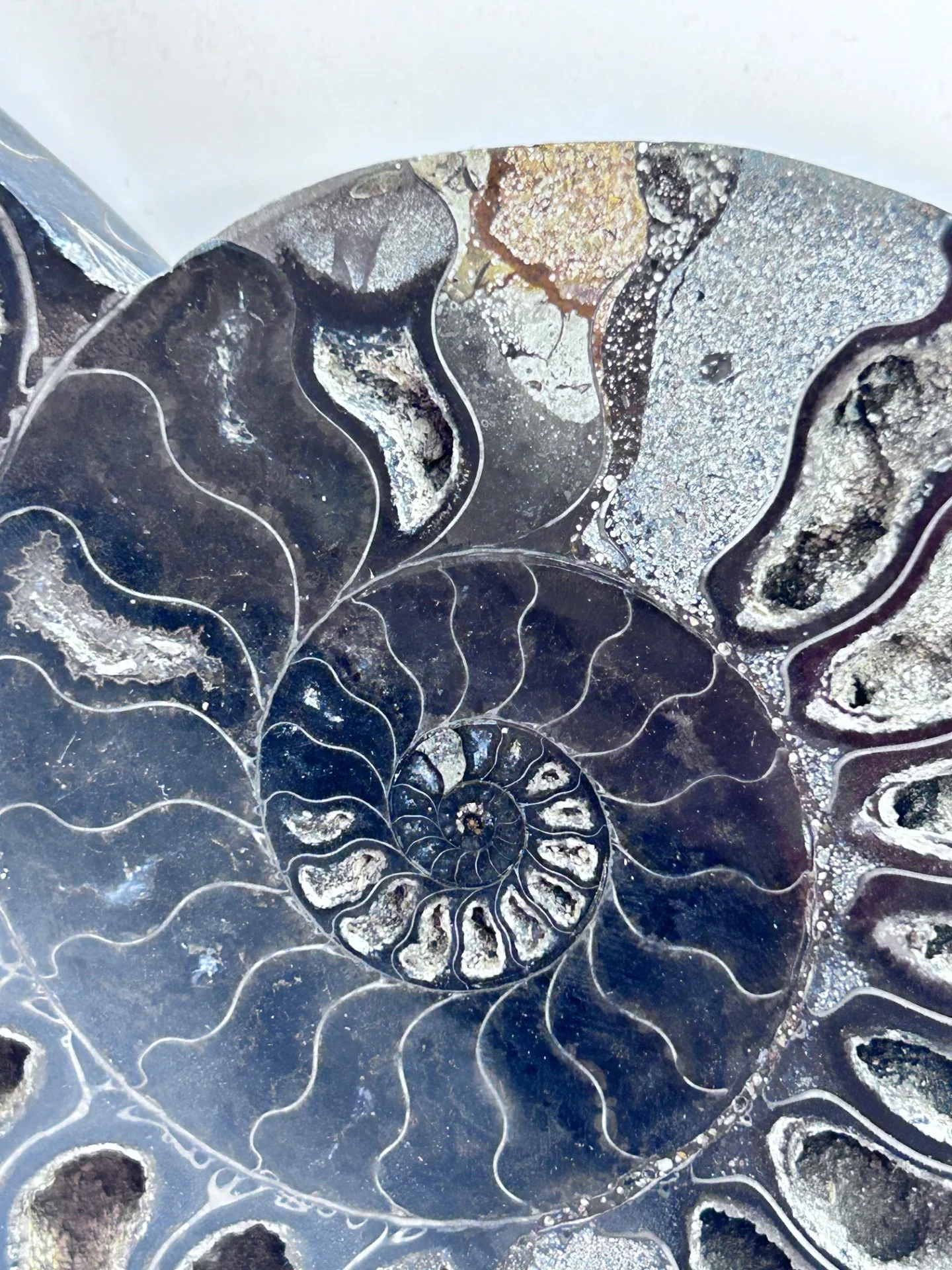 Fossil Ammonite (Cretaceous Period) - Image 2