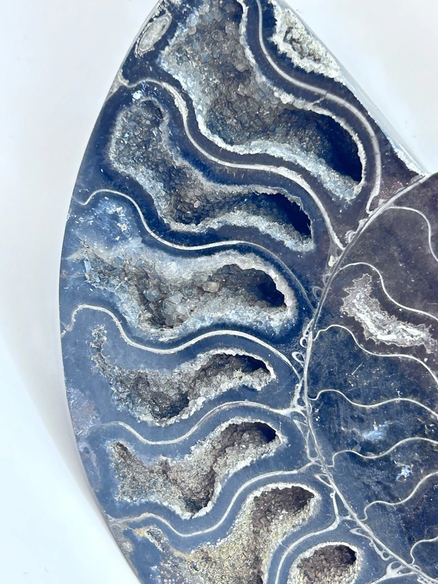 Fossil Ammonite (Cretaceous Period) - Image 3