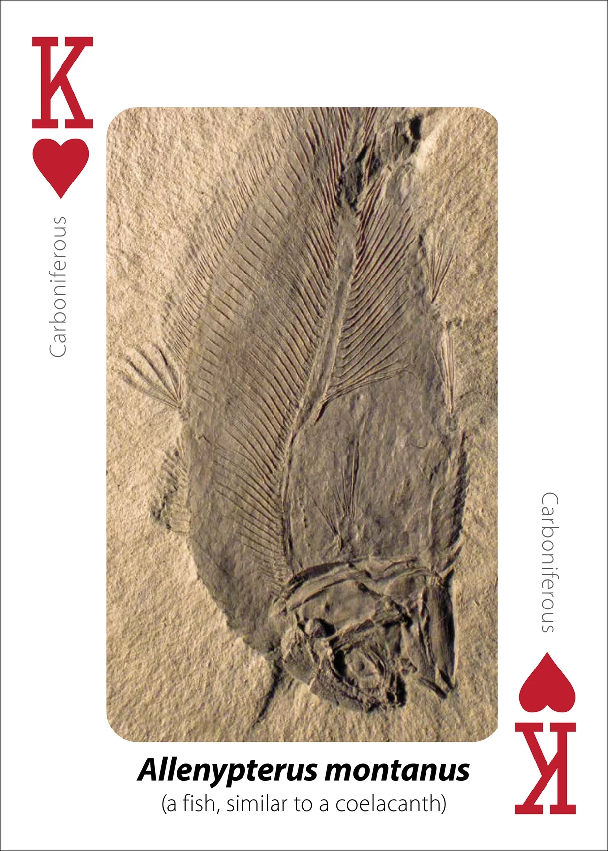 Fossils Playing Cards - Image 11