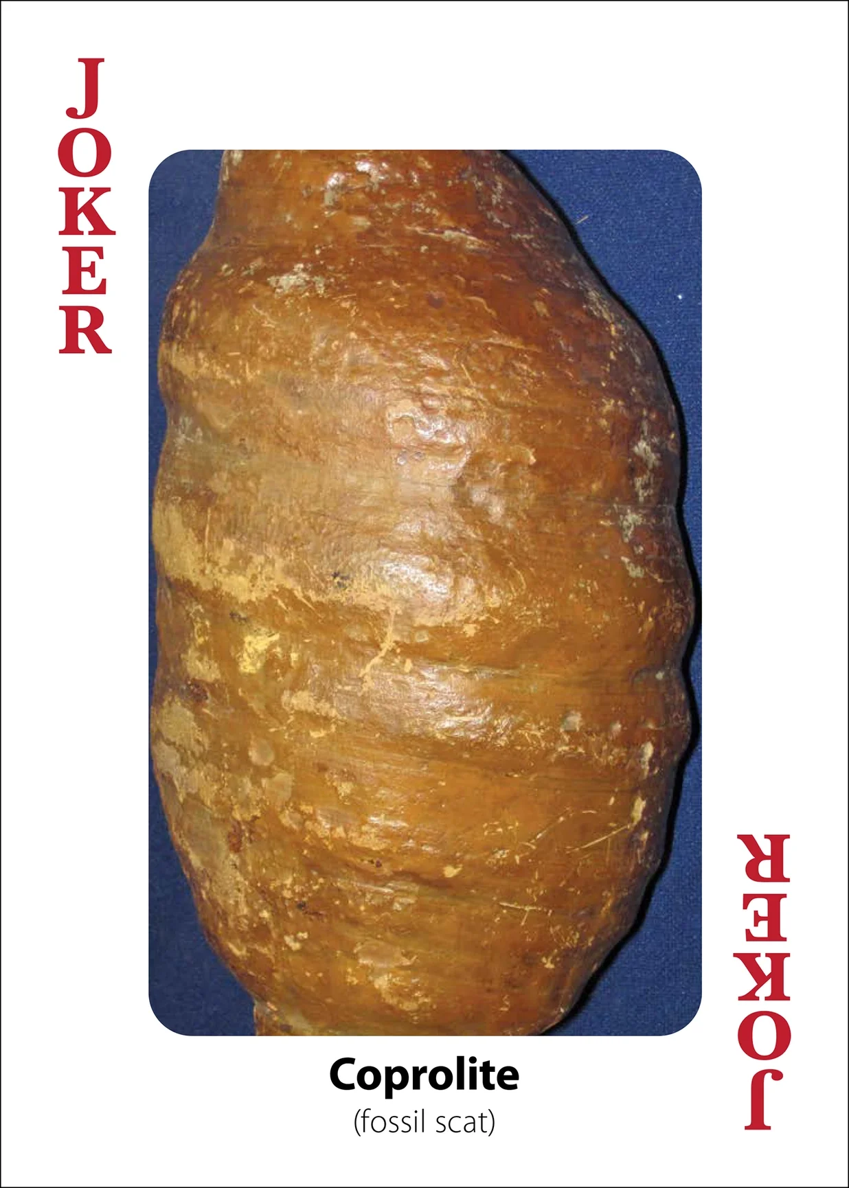 Fossils Playing Cards - Image 13