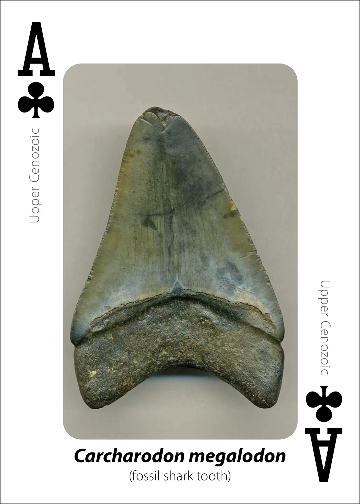 Fossils Playing Cards - Image 4
