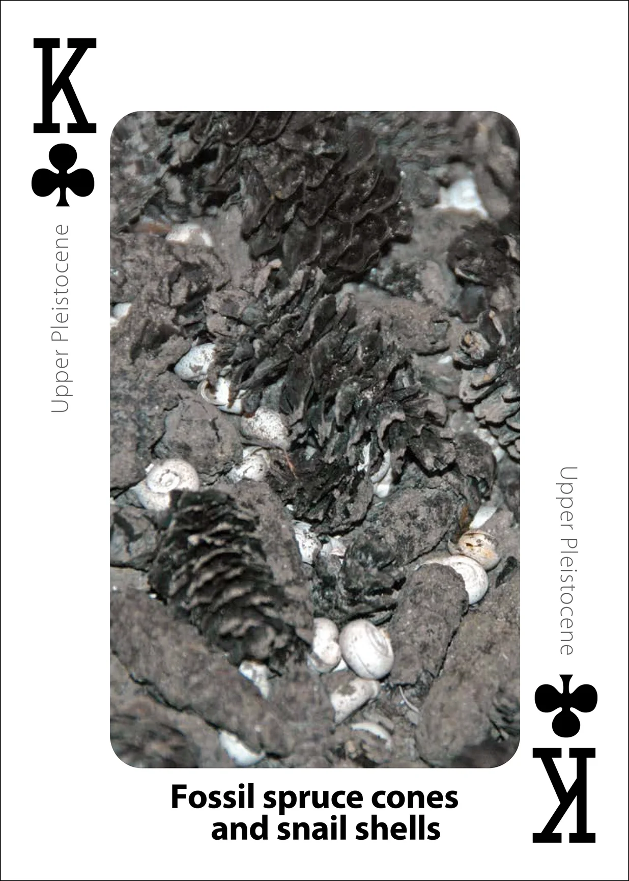 Fossils Playing Cards - Image 5