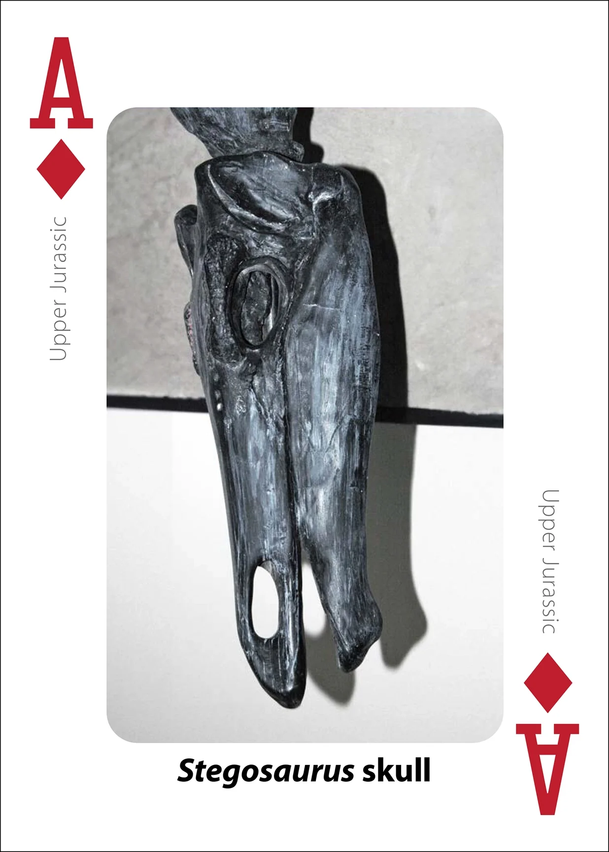 Fossils Playing Cards - Image 6