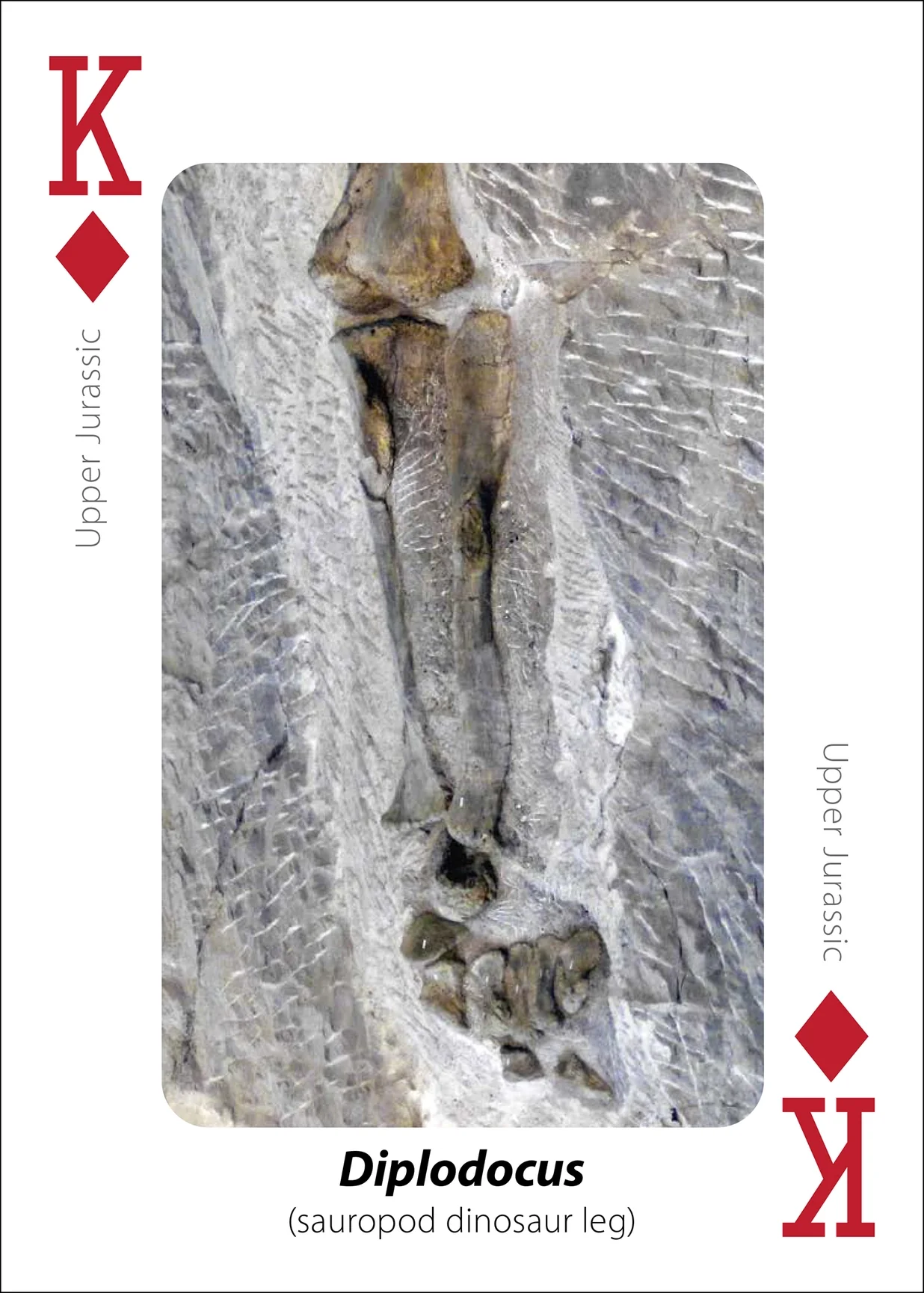 Fossils Playing Cards - Image 7