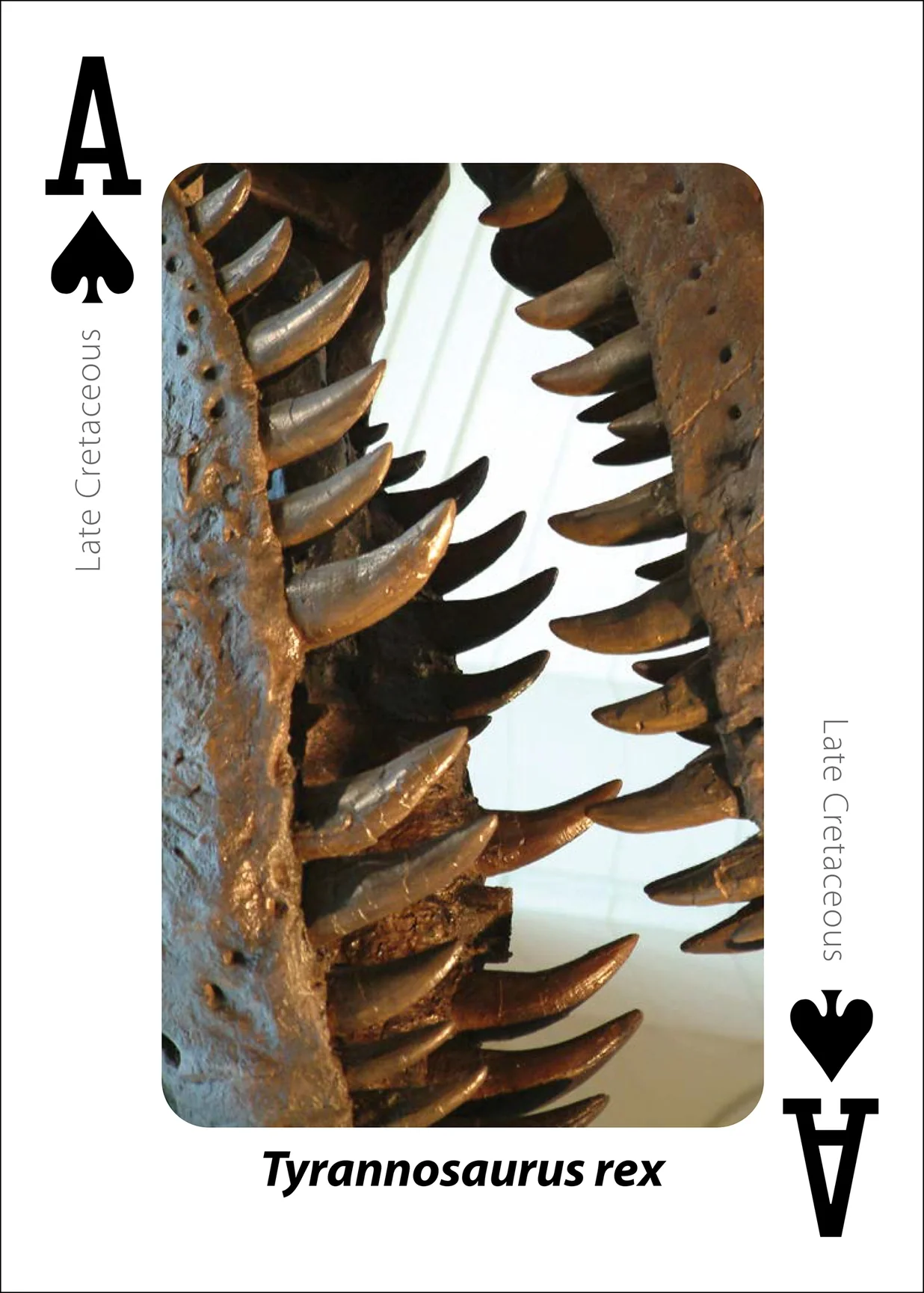 Fossils Playing Cards - Image 8