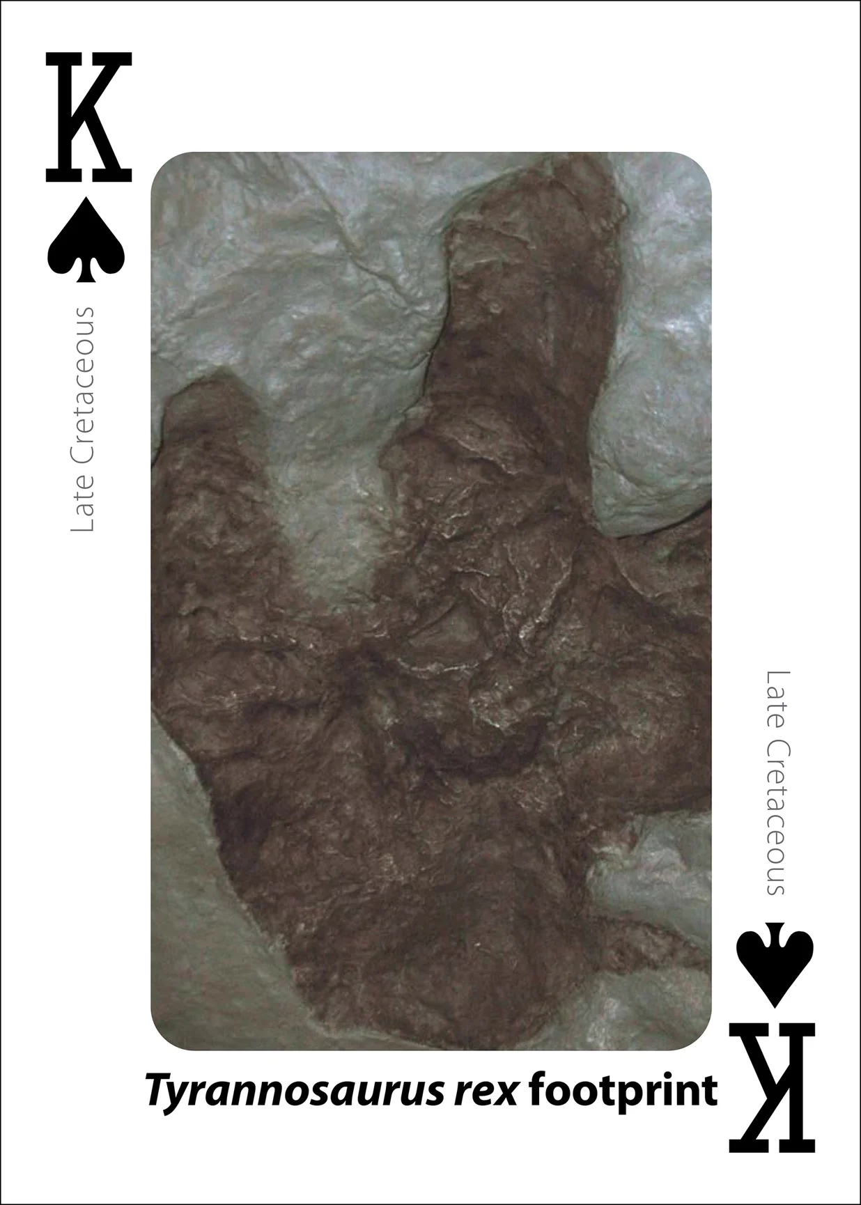 Fossils Playing Cards - Image 9