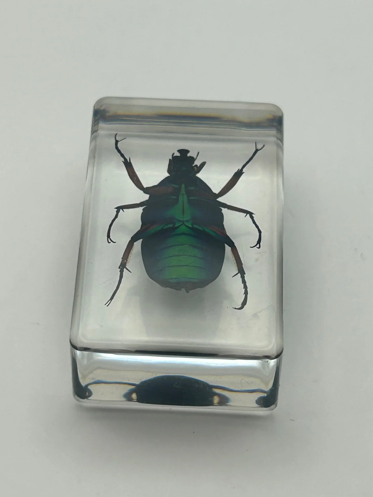 Green Chafer Beetle in Resin - Image 2