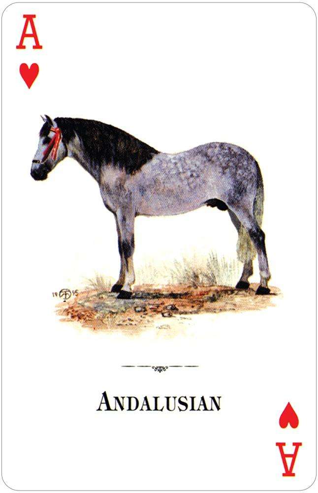 Horses of the Natural World Playing Cards USGS - Image 2