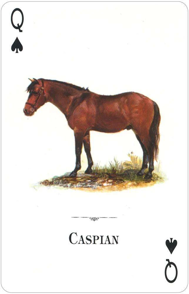 Horses of the Natural World Playing Cards USGS - Image 3