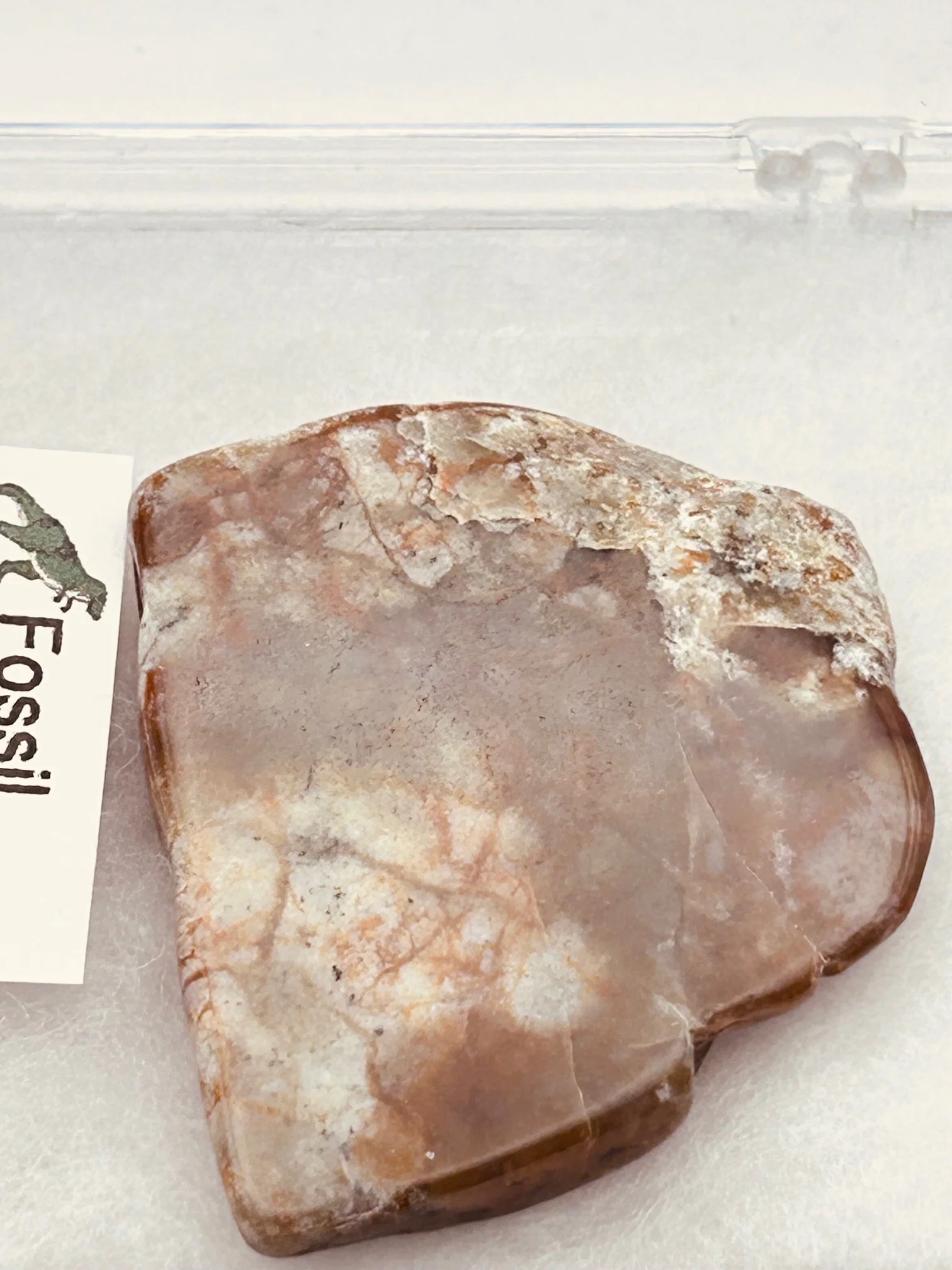 Jurassic Coprolite – Fossilized Dinosaur Dung - Image 3