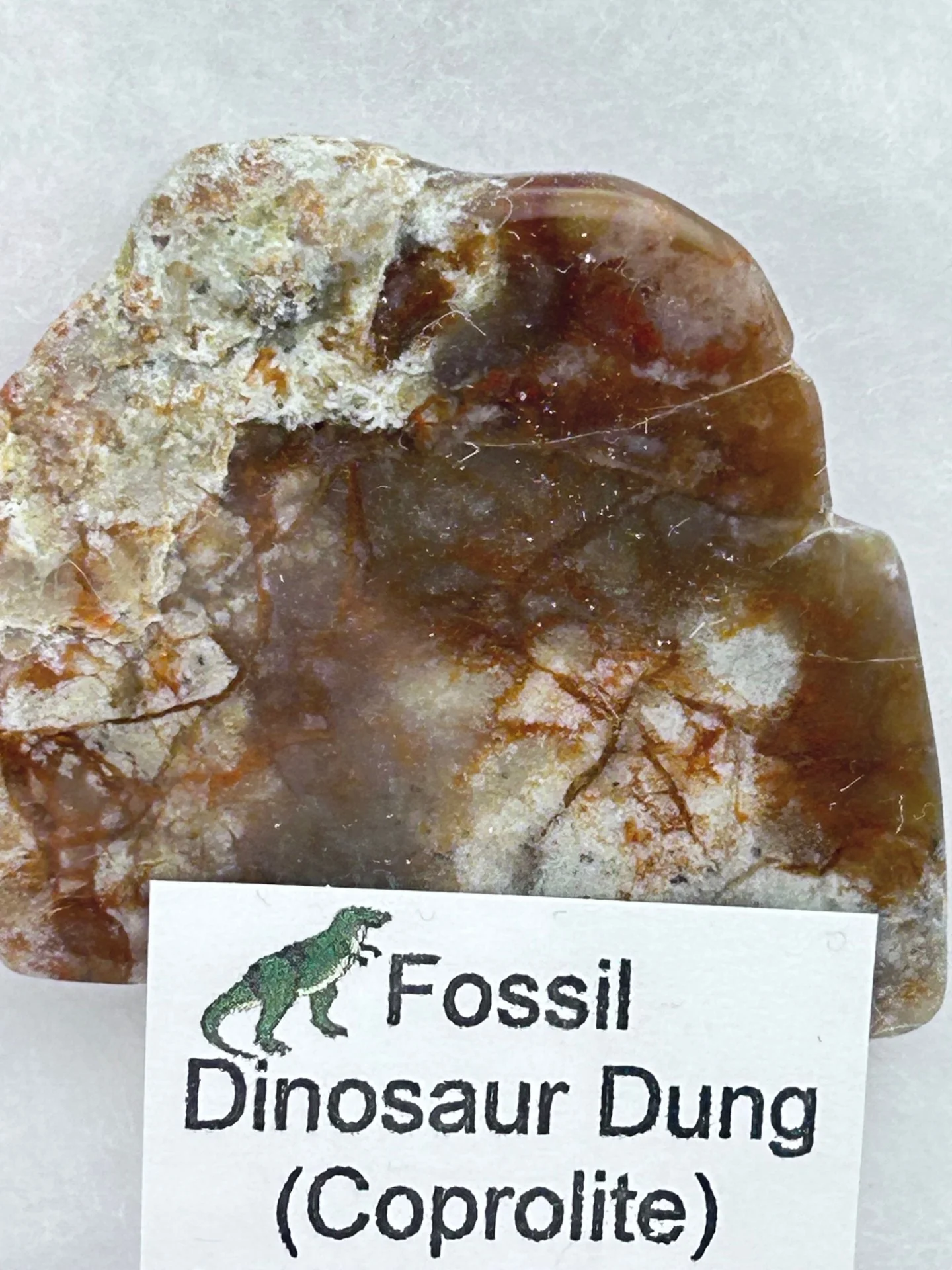 Jurassic Coprolite – Fossilized Dinosaur Dung - Image 4