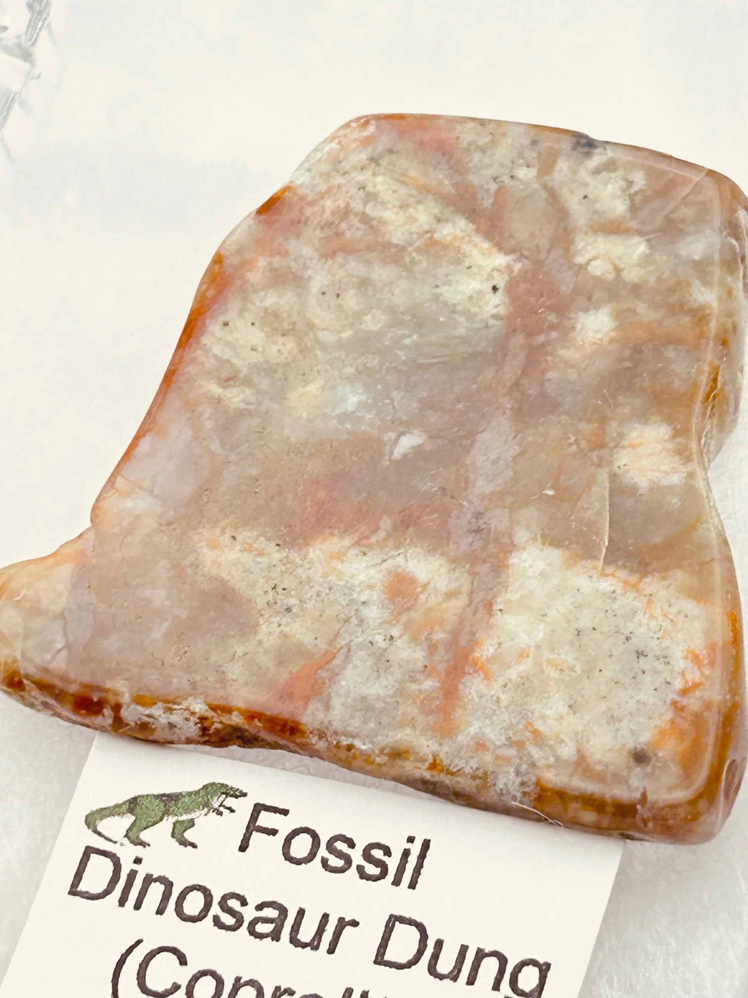 Jurassic Coprolite – Fossilized Dinosaur Dung - Image 2