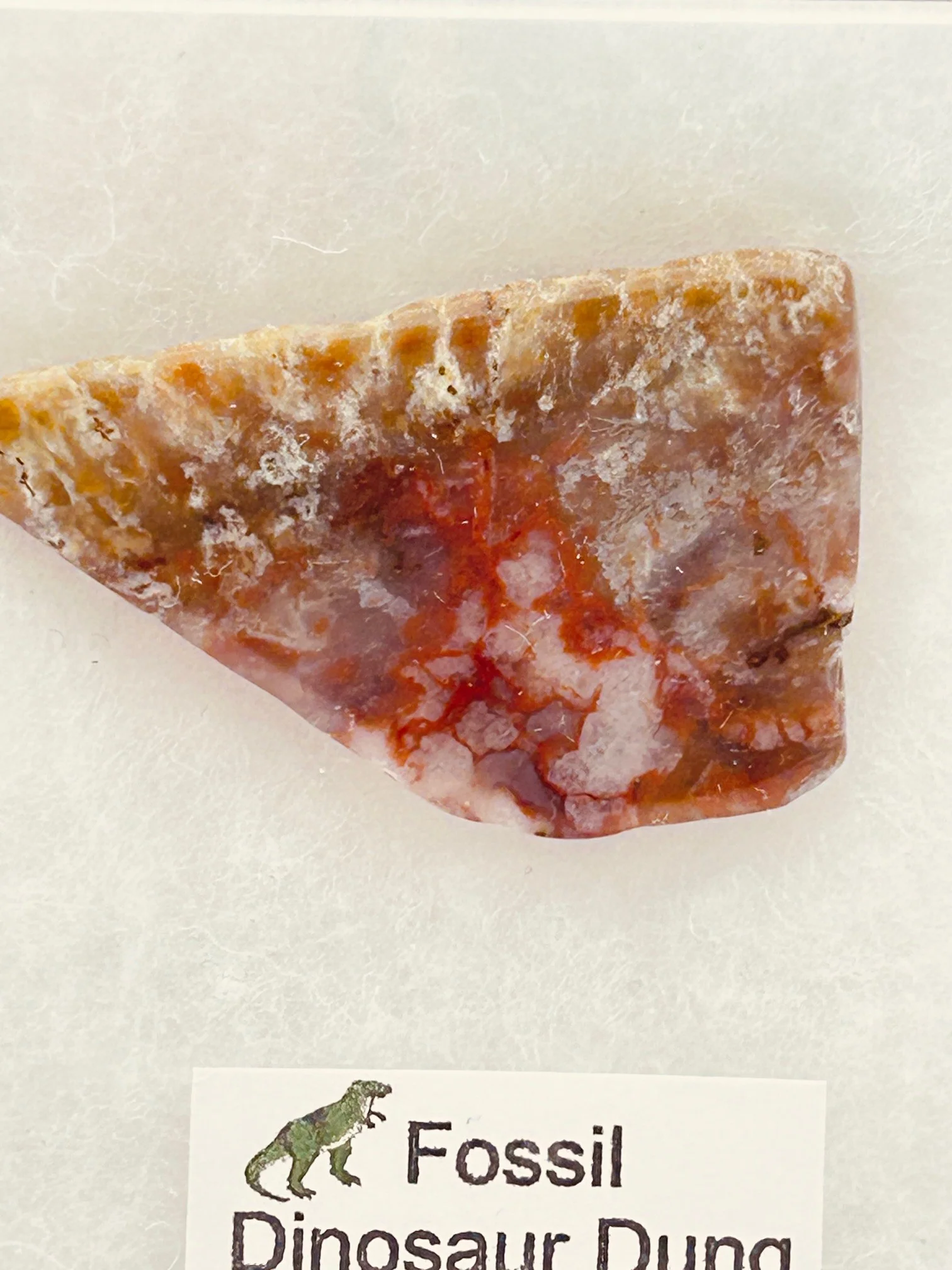 Jurassic Coprolite – Fossilized Dinosaur Dung - Image 2