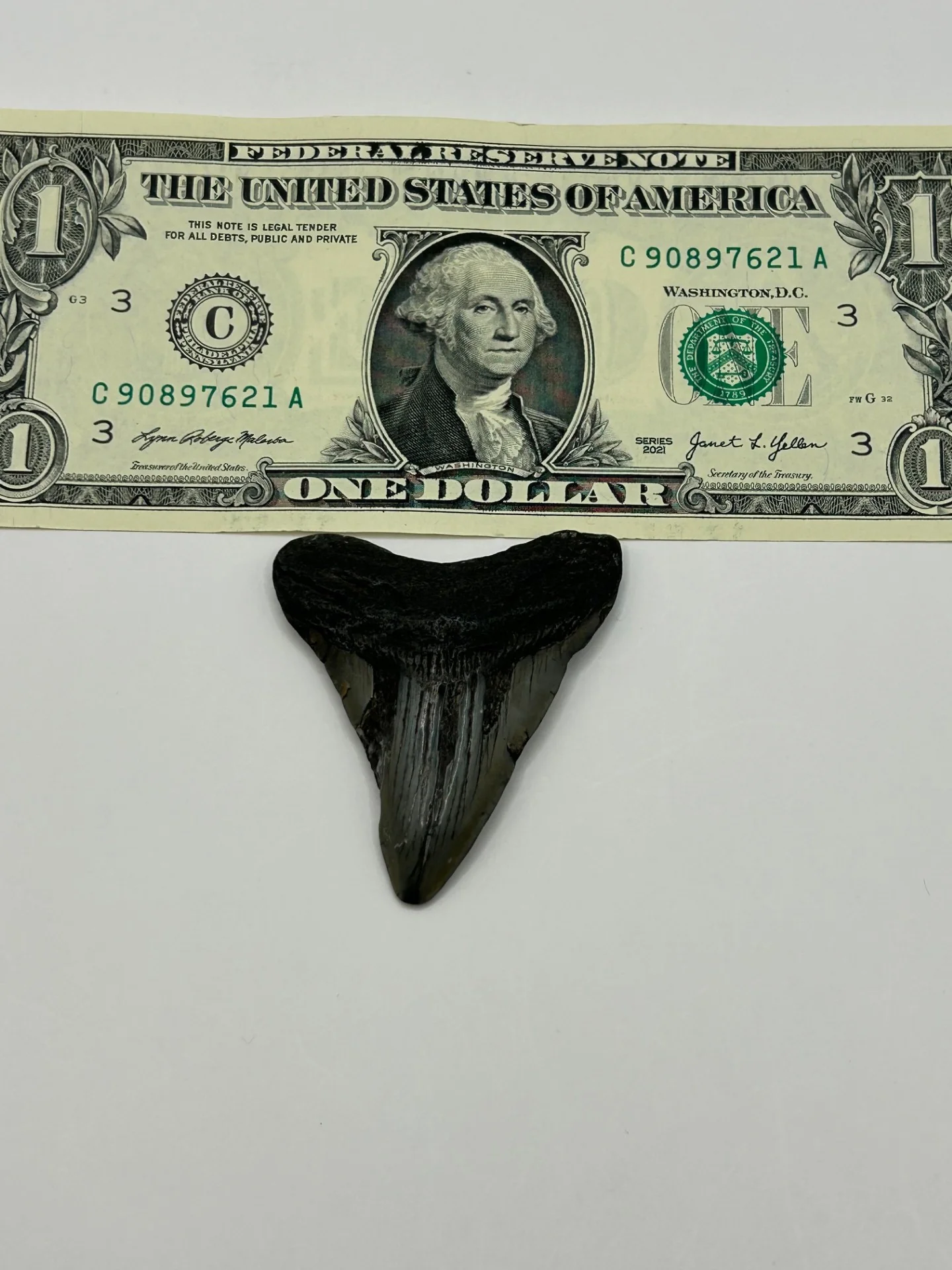 Megalodon Tooth (Carcharocles Megalodon) in Display Case - Image 2