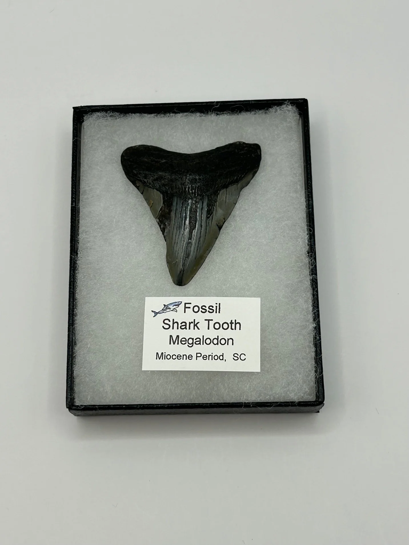 Megalodon Tooth (Carcharocles Megalodon) in Display Case - Image 3