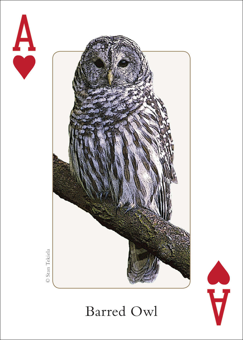 Midwest Birds Playing Cards - Image 2