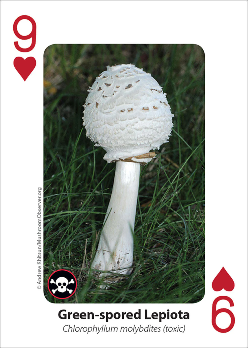 Mushrooms Playing Cards - Image 5