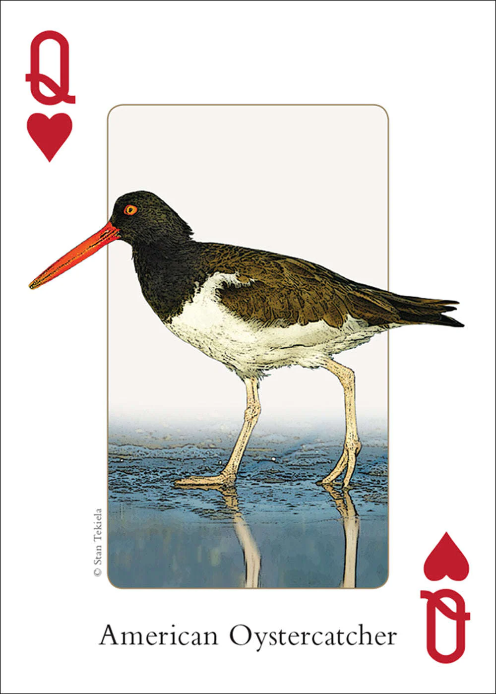 Northeast Birds Playing Cards - Image 3