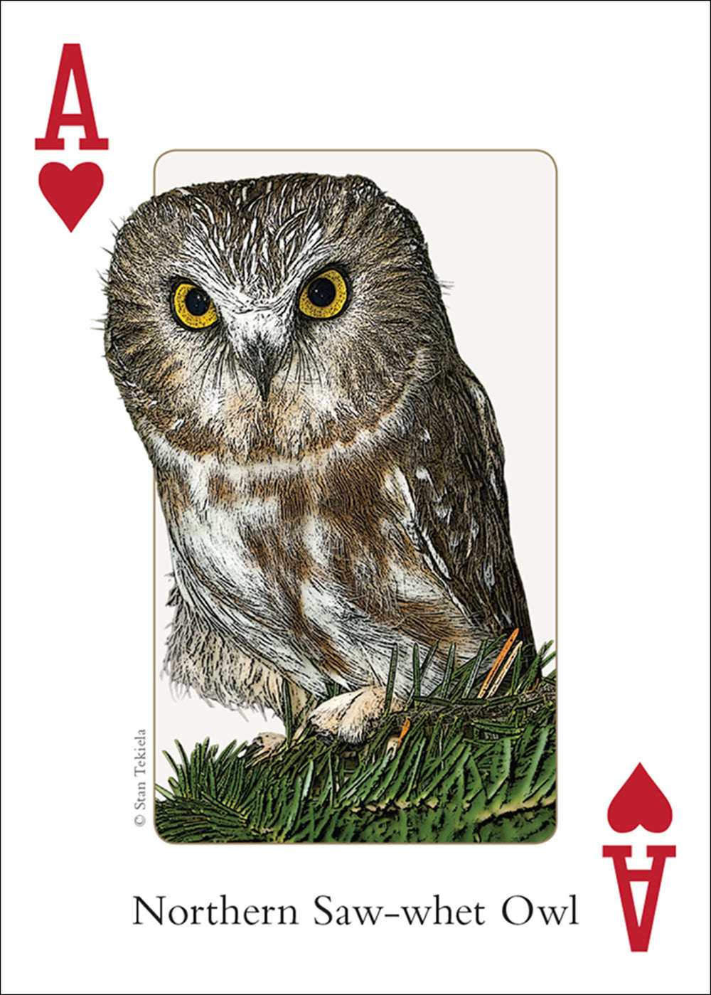 Northeast Birds Playing Cards - Image 5