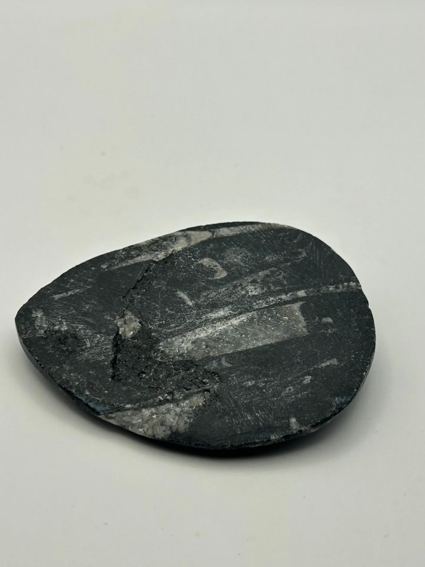 Orthoceras Fossil - Image 5