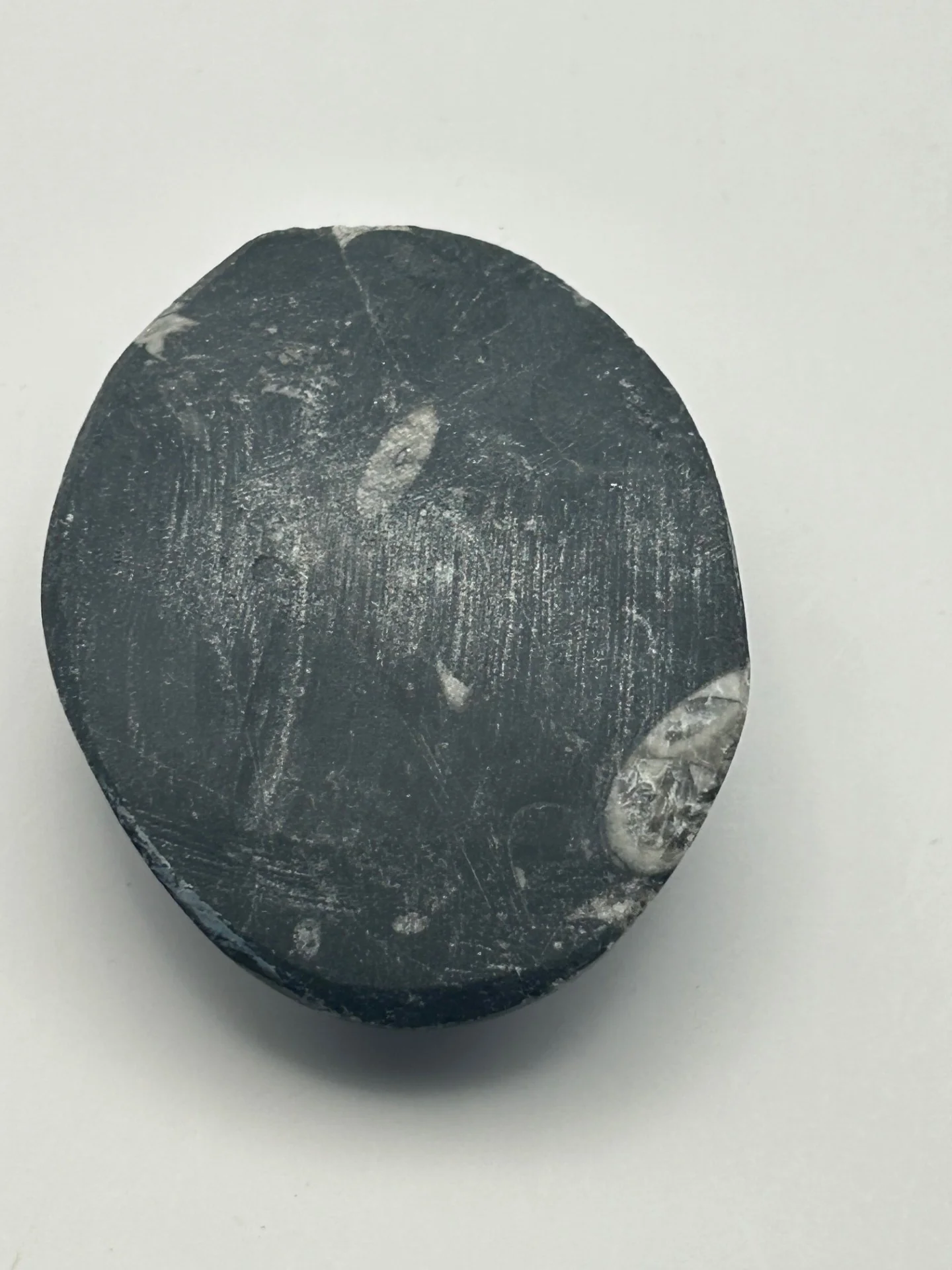 Orthoceras Fossil - Image 3