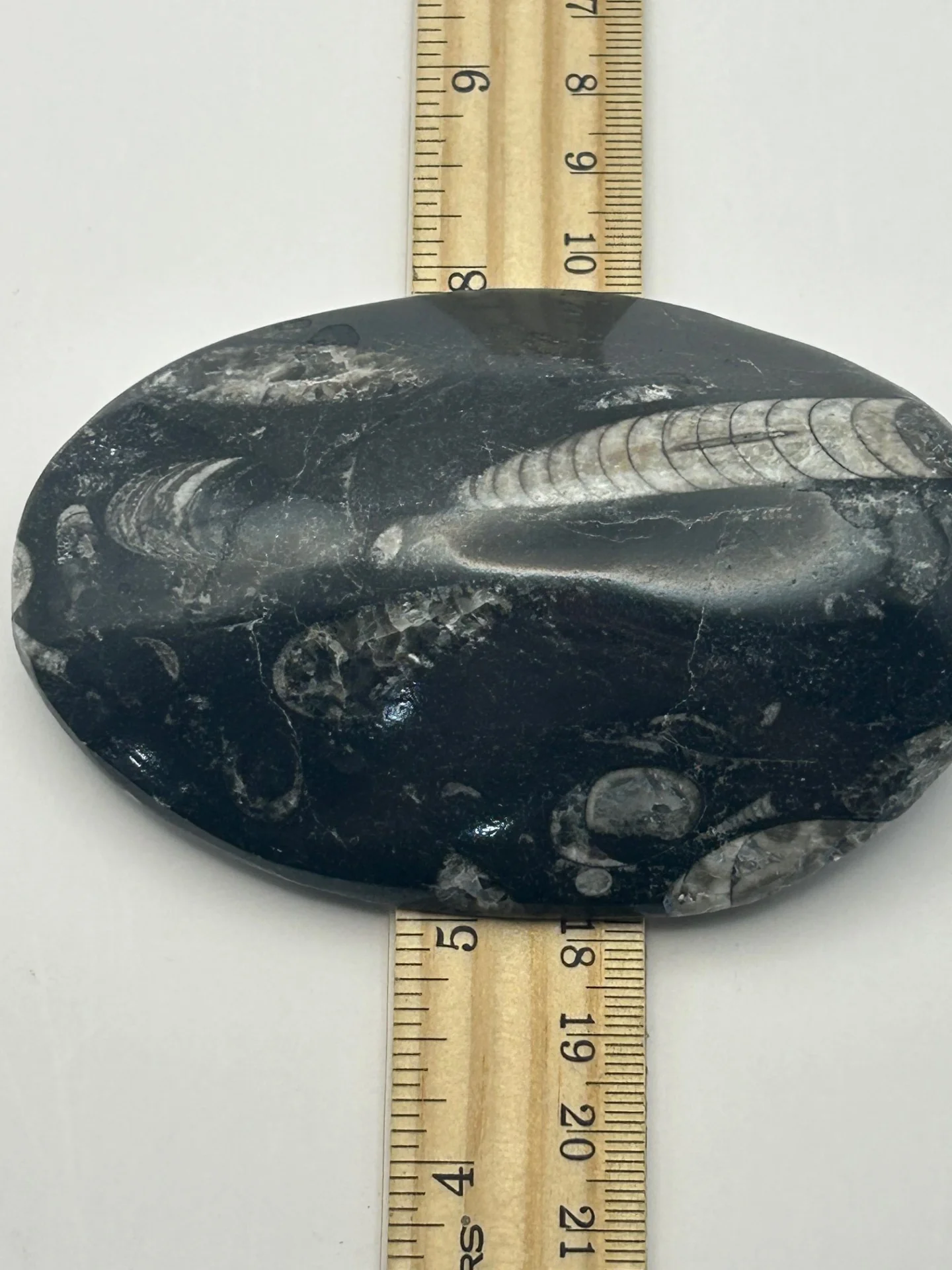 Orthoceras Fossil - Image 4
