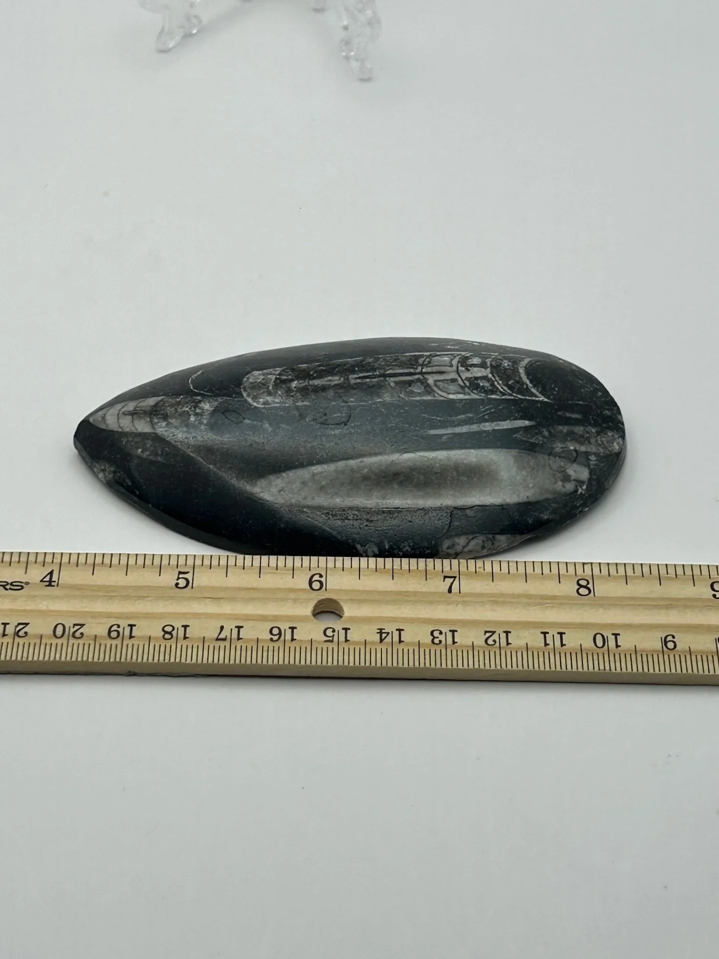 Orthoceras Fossil - Image 3
