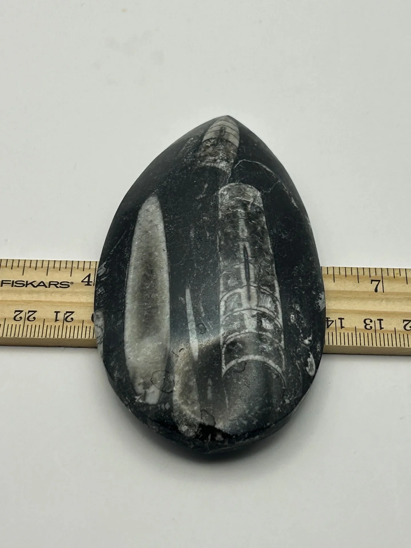 Orthoceras Fossil - Image 4