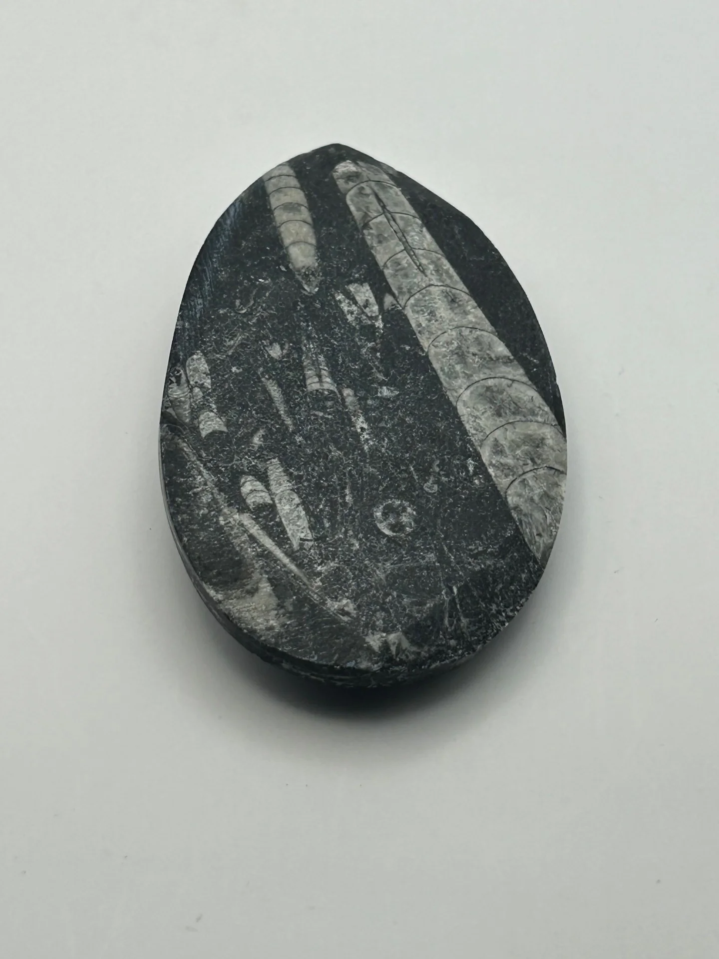 Orthoceras Fossil - Image 5