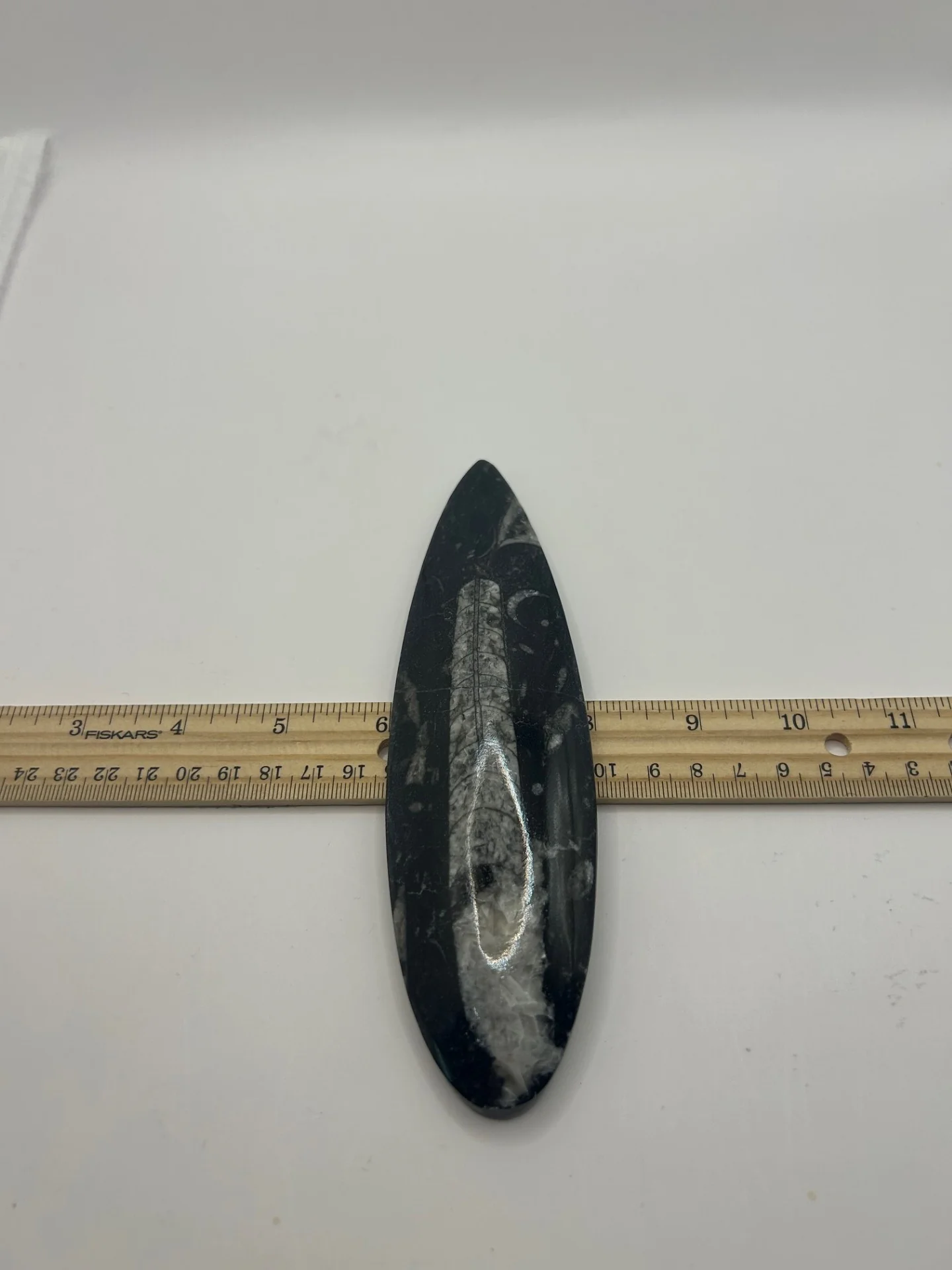Orthoceras Fossil Spear - Image 4