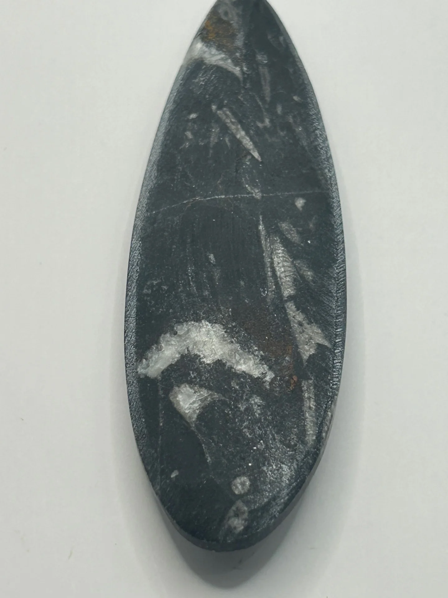 Orthoceras Fossil Spear - Image 6