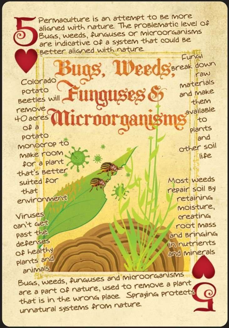 Permaculture Playing Cards - Image 4