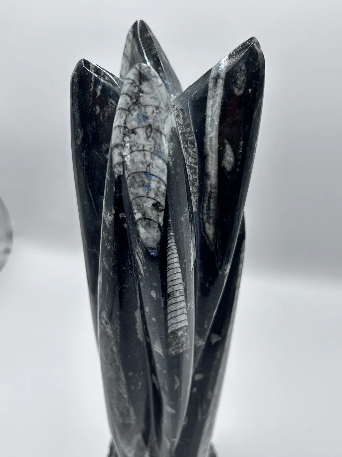 Polished Orthoceras Fossil – 9.5" Sculpture - Image 3