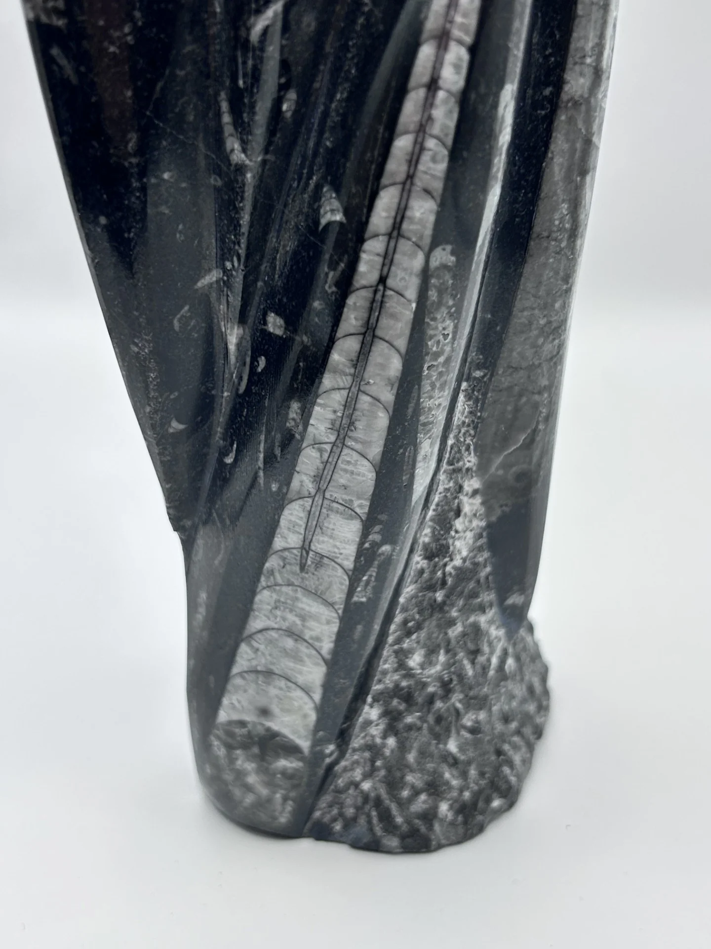 Polished Orthoceras Fossil – 9.5" Sculpture - Image 5