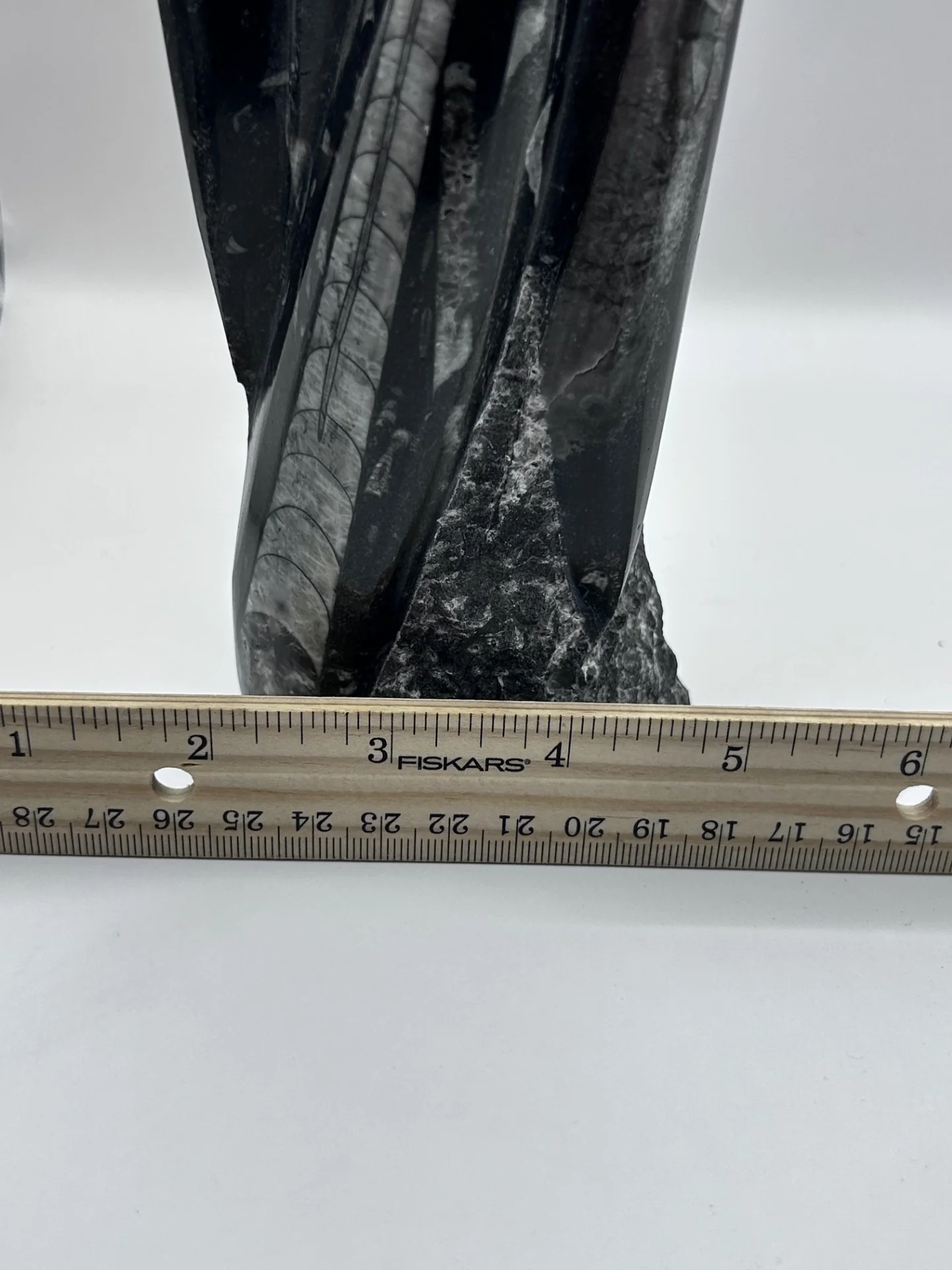 Polished Orthoceras Fossil – 9.5" Sculpture - Image 7
