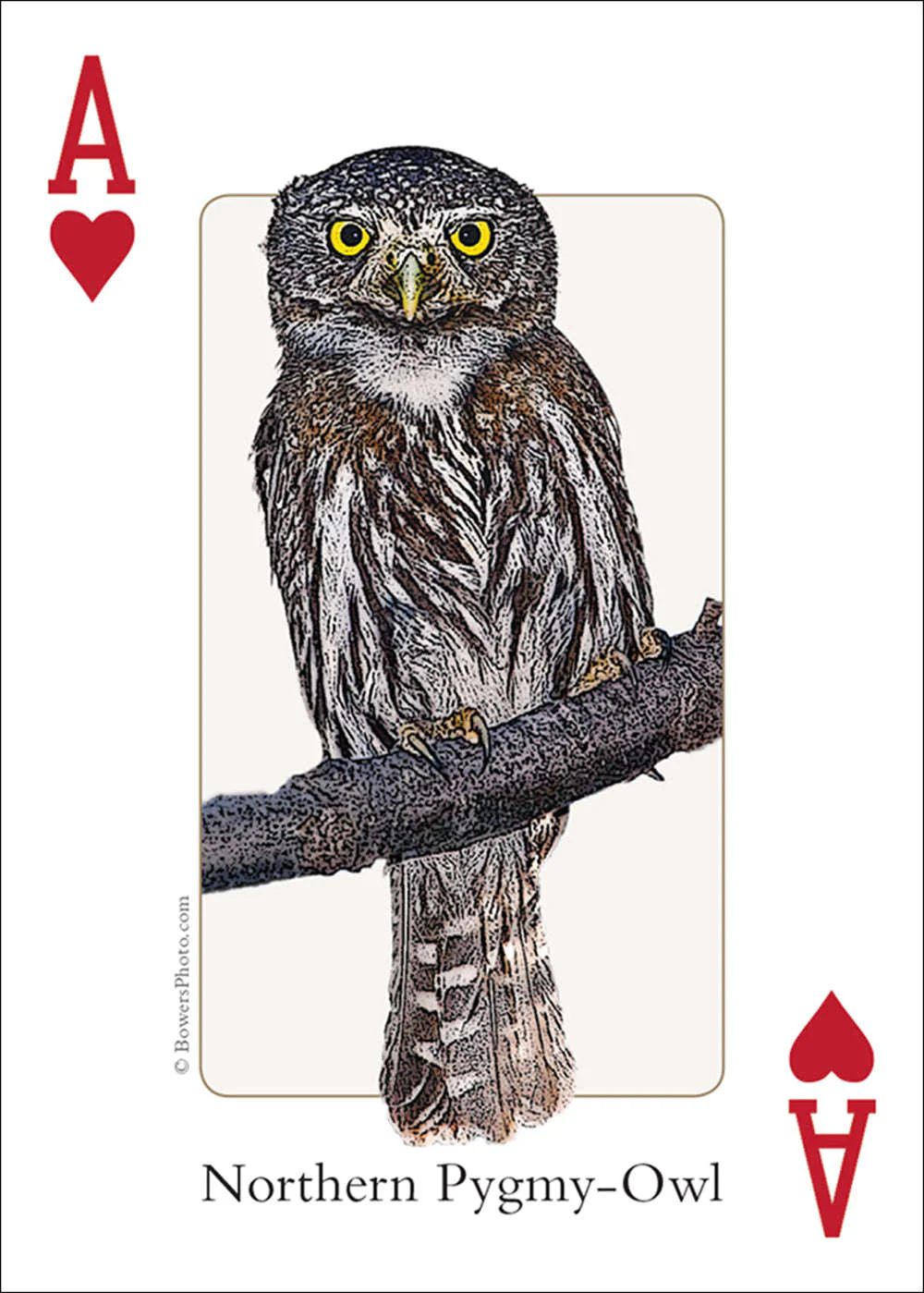 Rocky Mountain Birds Playing Cards - Image 5